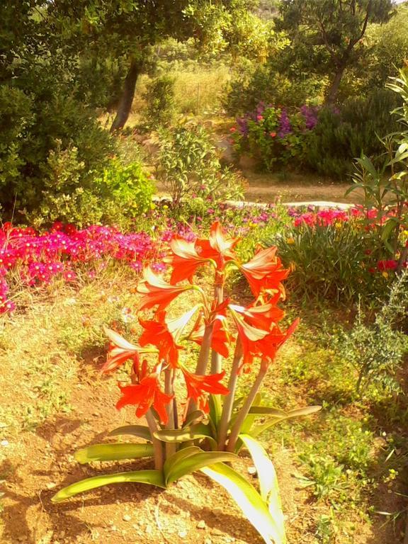 Farm Stay Gli Oleandri Loiri Porto San Paolo Eksteriør billede