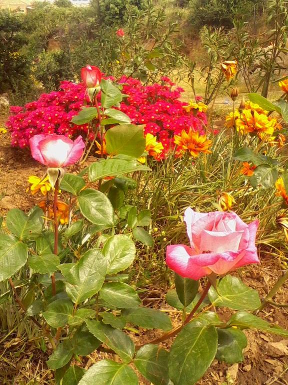 Farm Stay Gli Oleandri Loiri Porto San Paolo Eksteriør billede