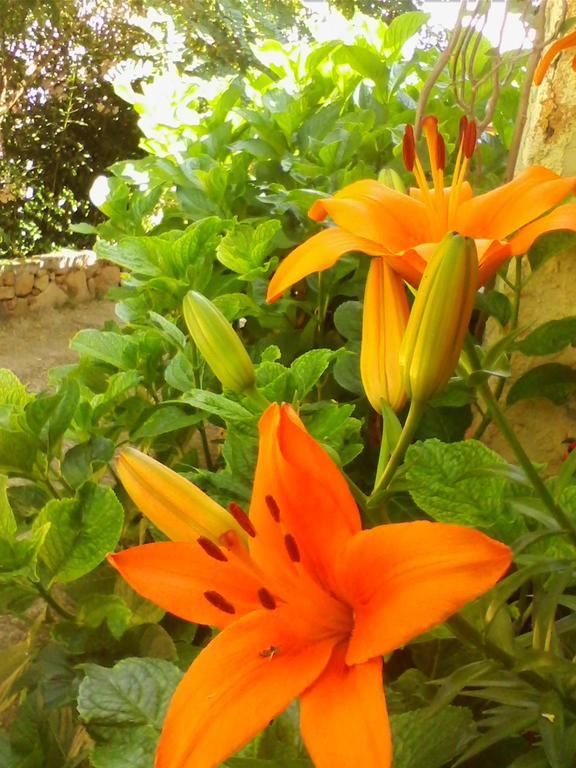 Farm Stay Gli Oleandri Loiri Porto San Paolo Eksteriør billede