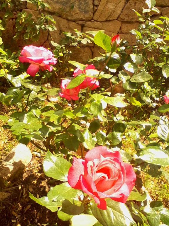 Farm Stay Gli Oleandri Loiri Porto San Paolo Eksteriør billede