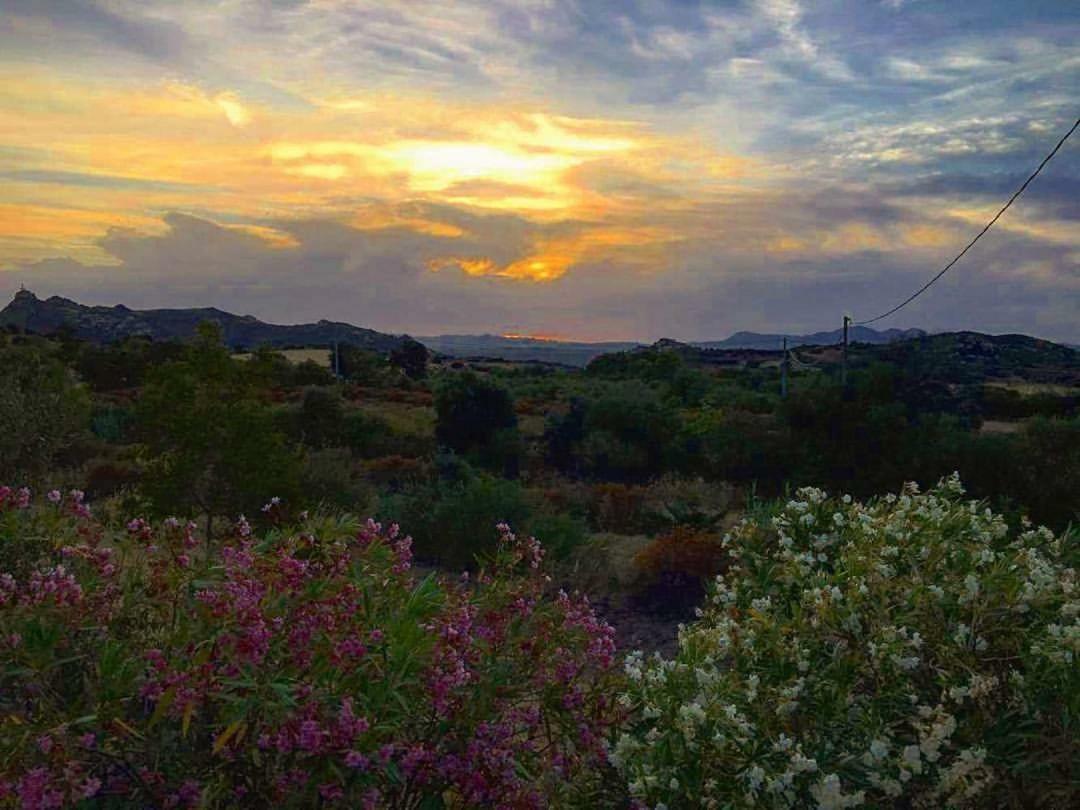Farm Stay Gli Oleandri Loiri Porto San Paolo Eksteriør billede